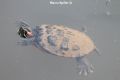 Trachemys scripta elegans